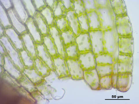 Image of dry calcareous bryum moss