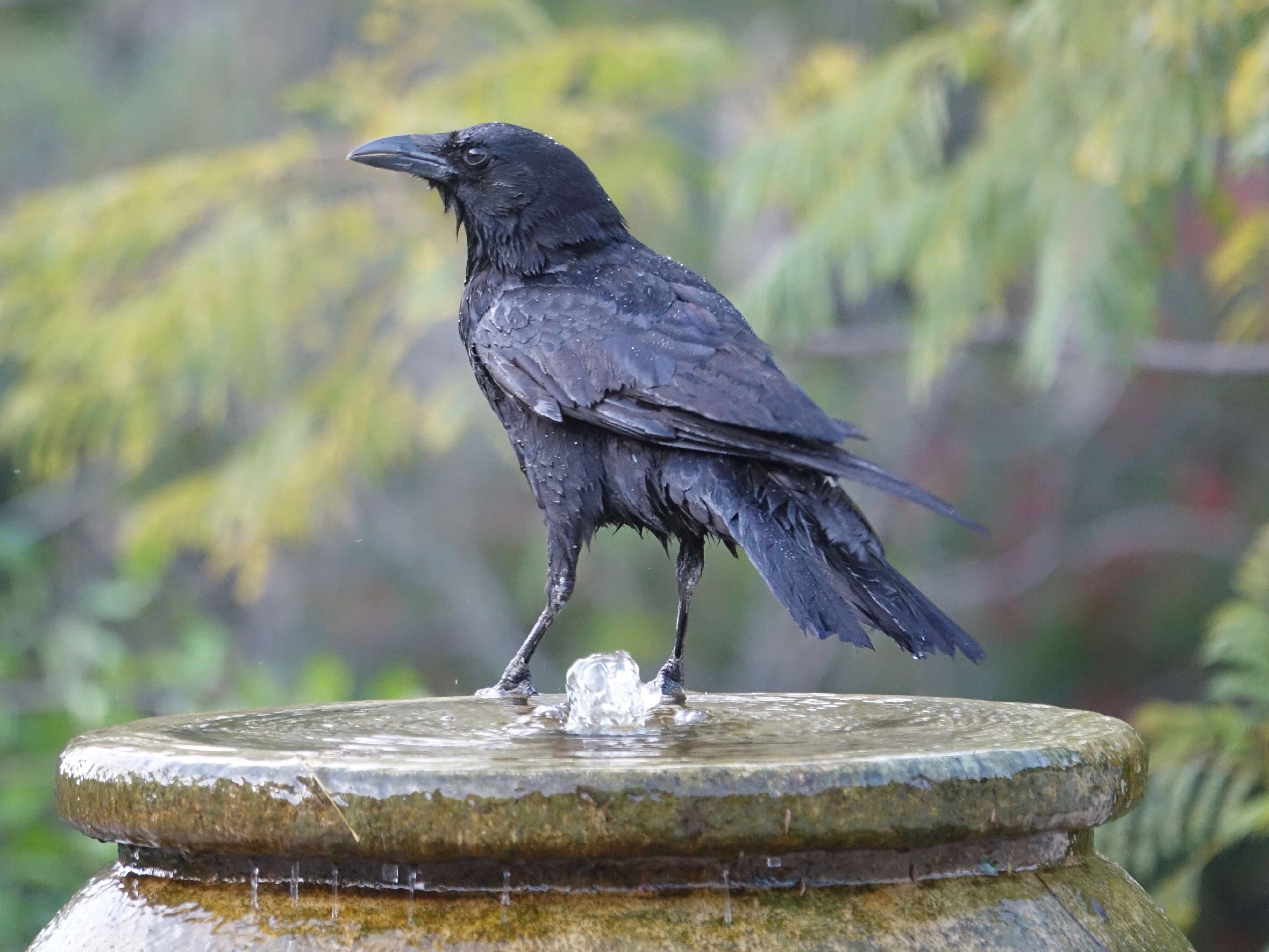 Image of Carrion Crow