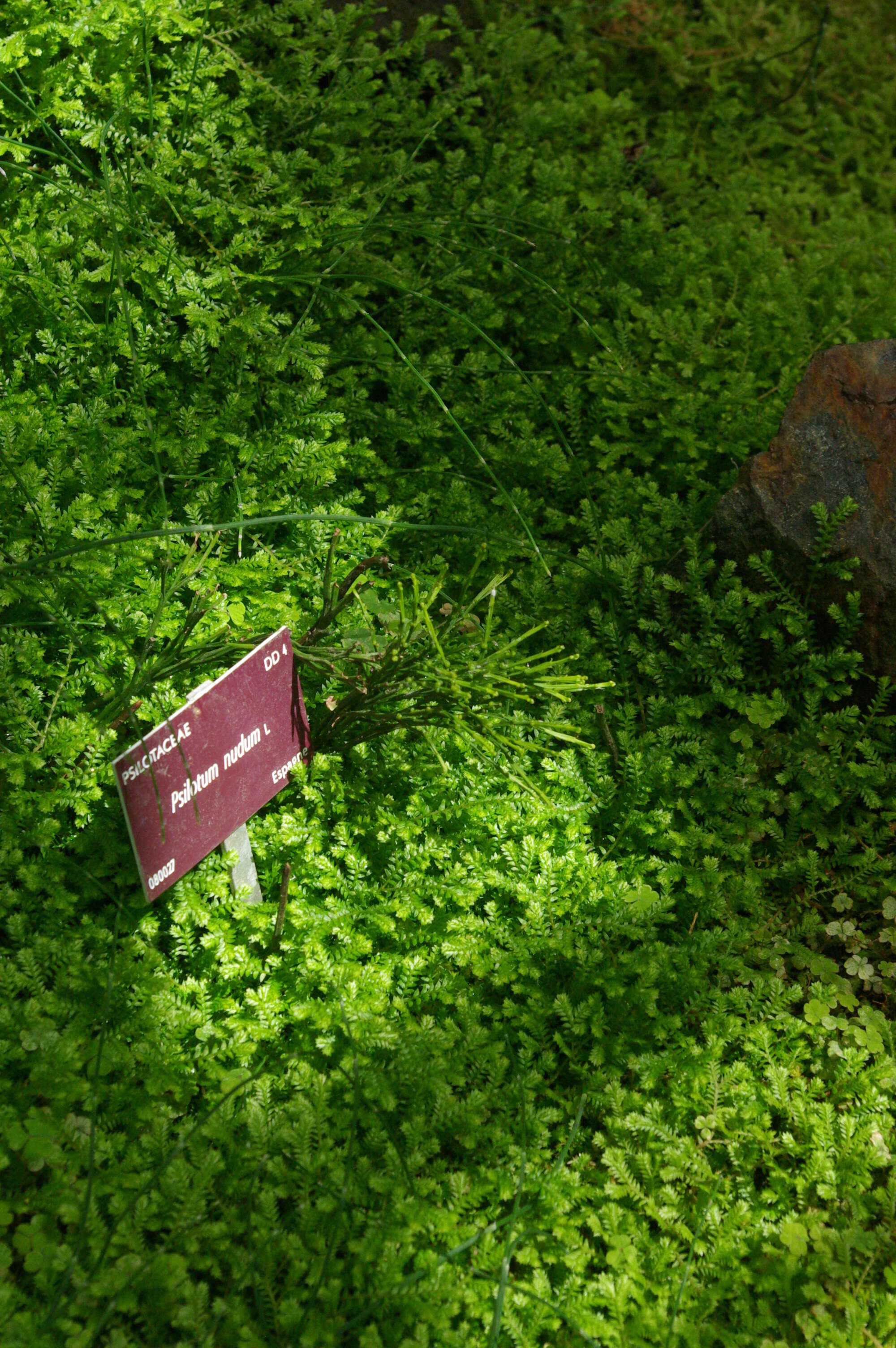 Image of whisk fern