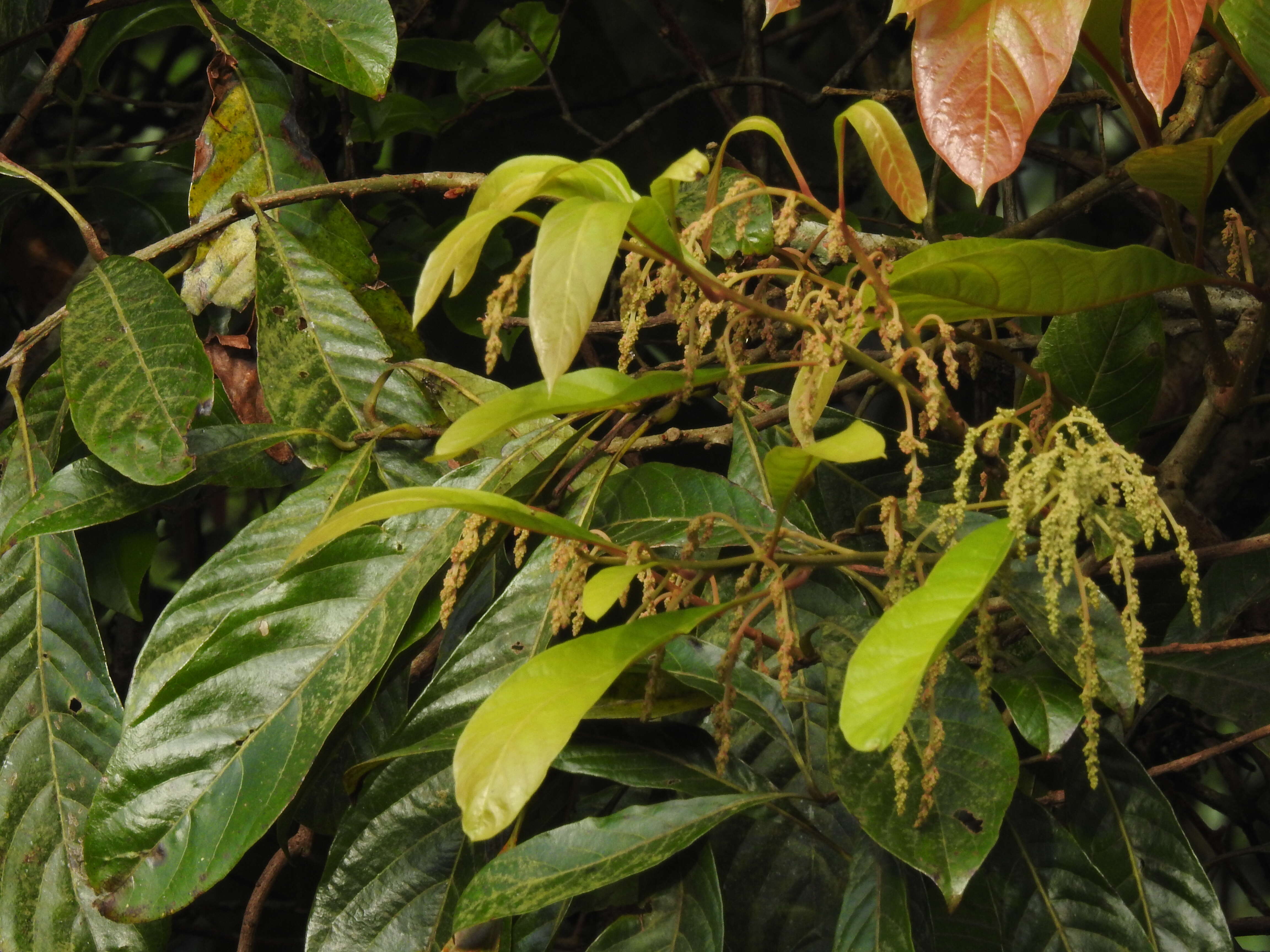 Image of Meliosma simplicifolia (Roxb.) Walp.