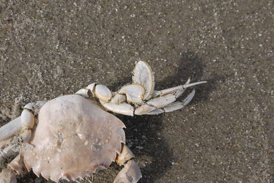 Image of common swimming crab