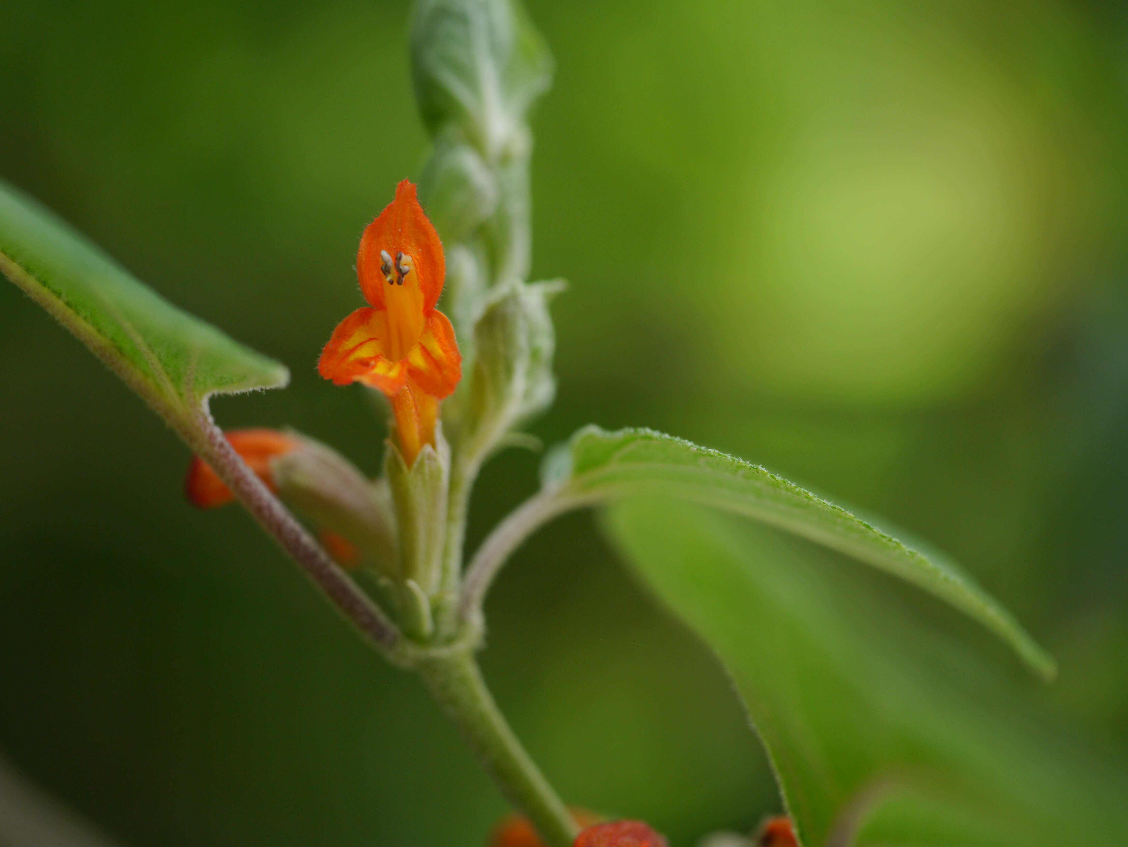 Image of Colquhounia coccinea Wall.