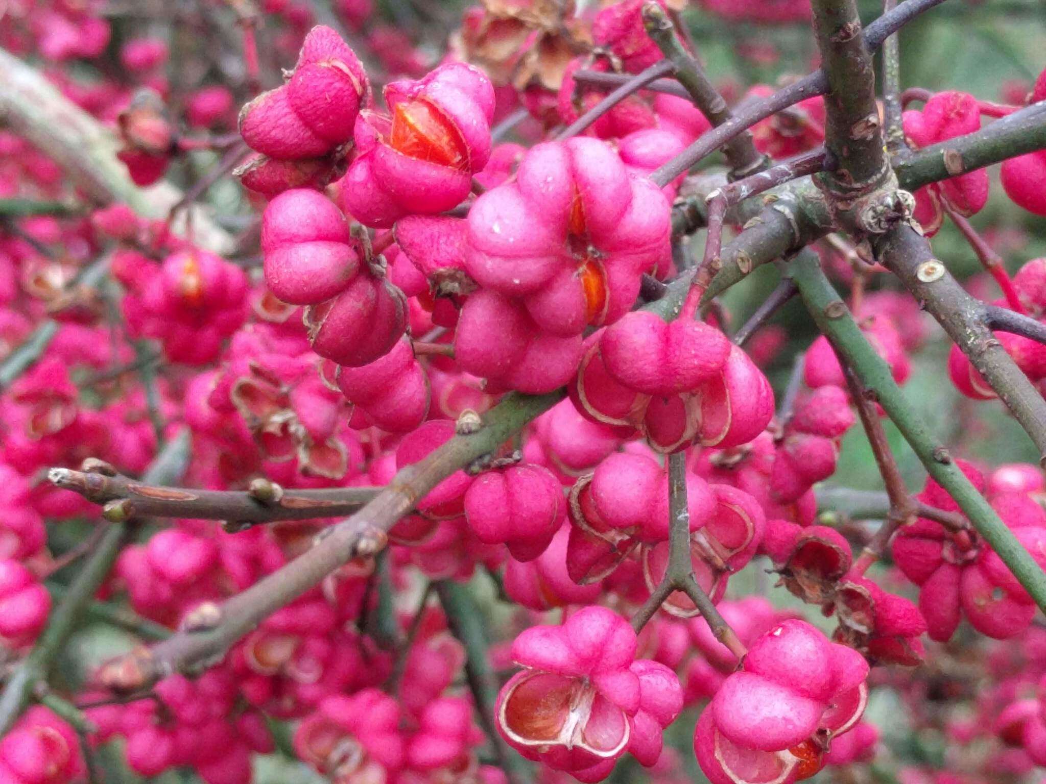 Image of Common spindle tree