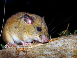 Image of Climbing Mice