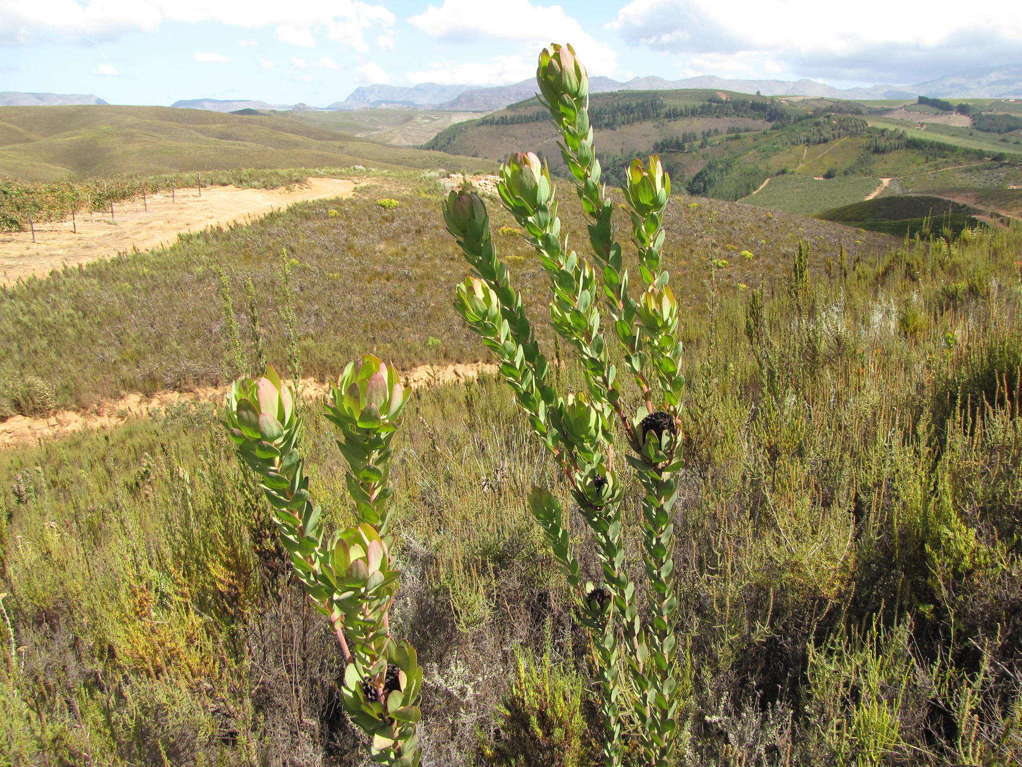 Image of Leucadendron globosum (Kennedy ex Andrews) I. Williams