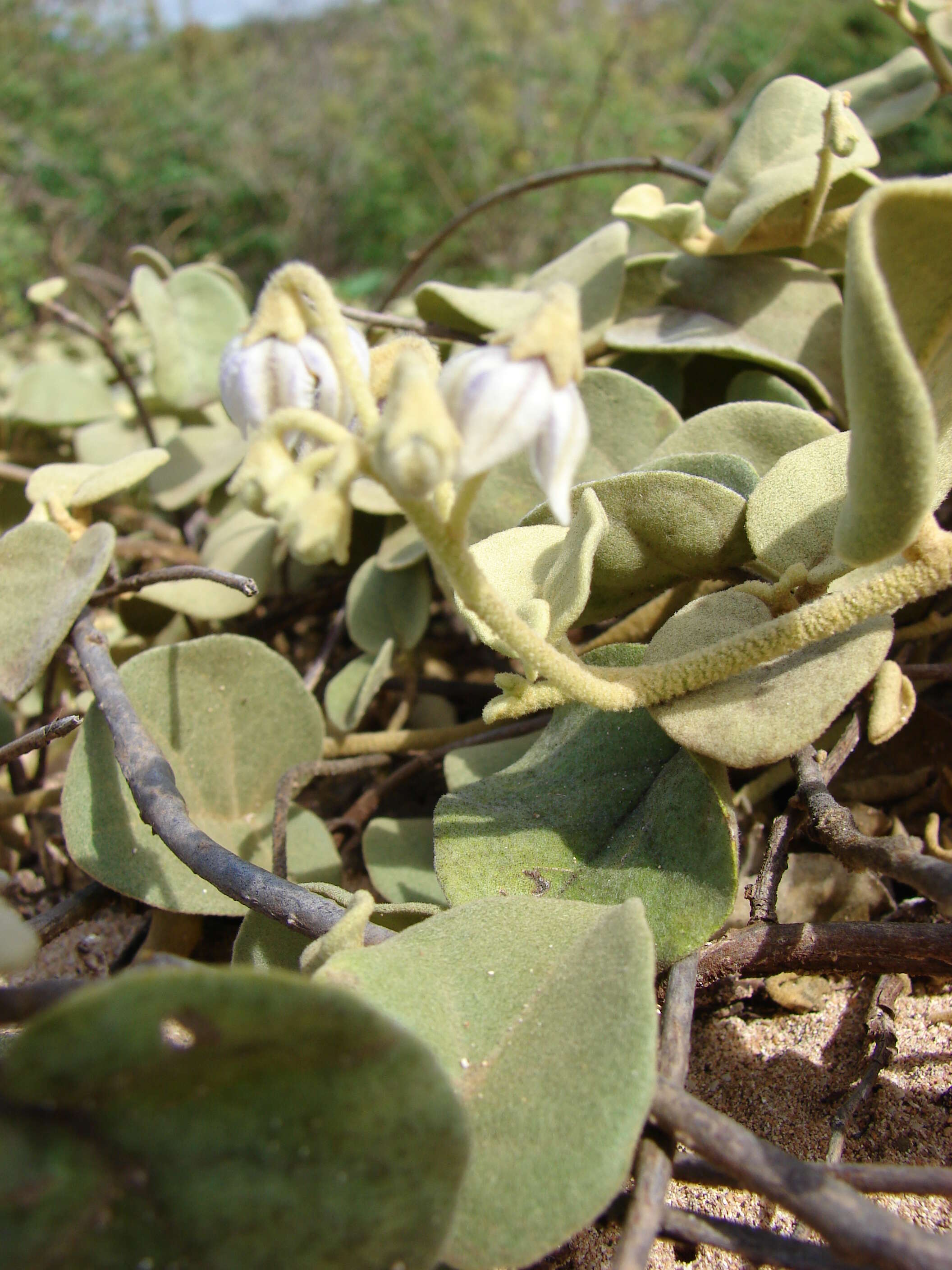 Image de Solanum nelsonii Dun.