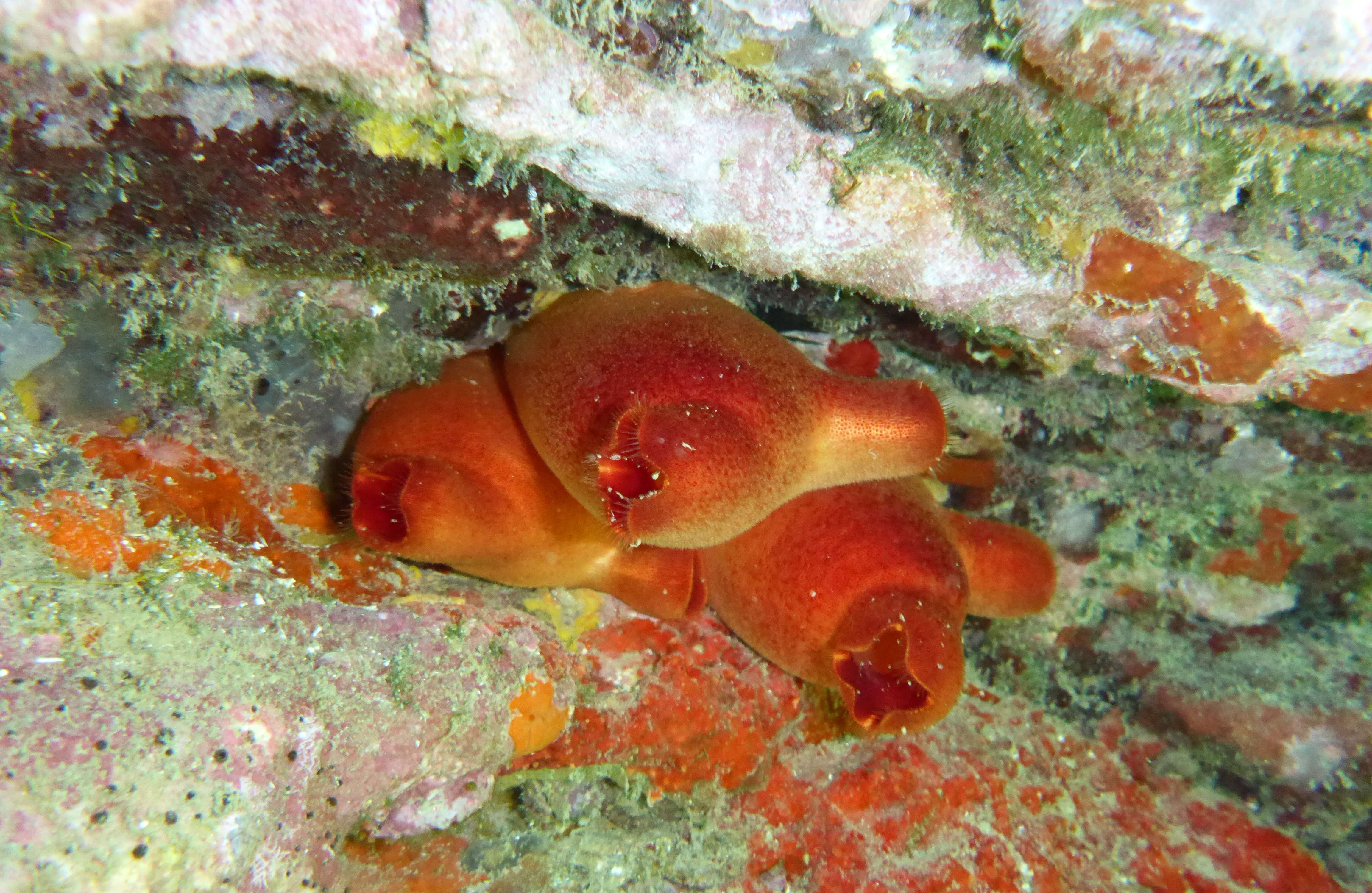 Image of red sea-squirt