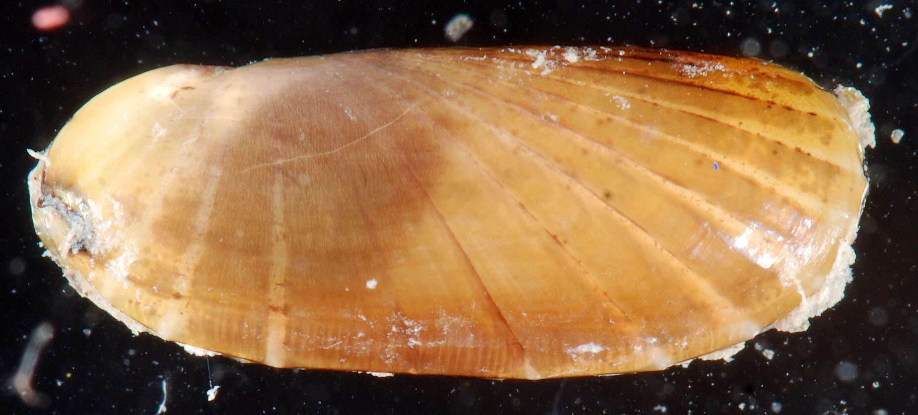 Image of Atlantic Awning Clam