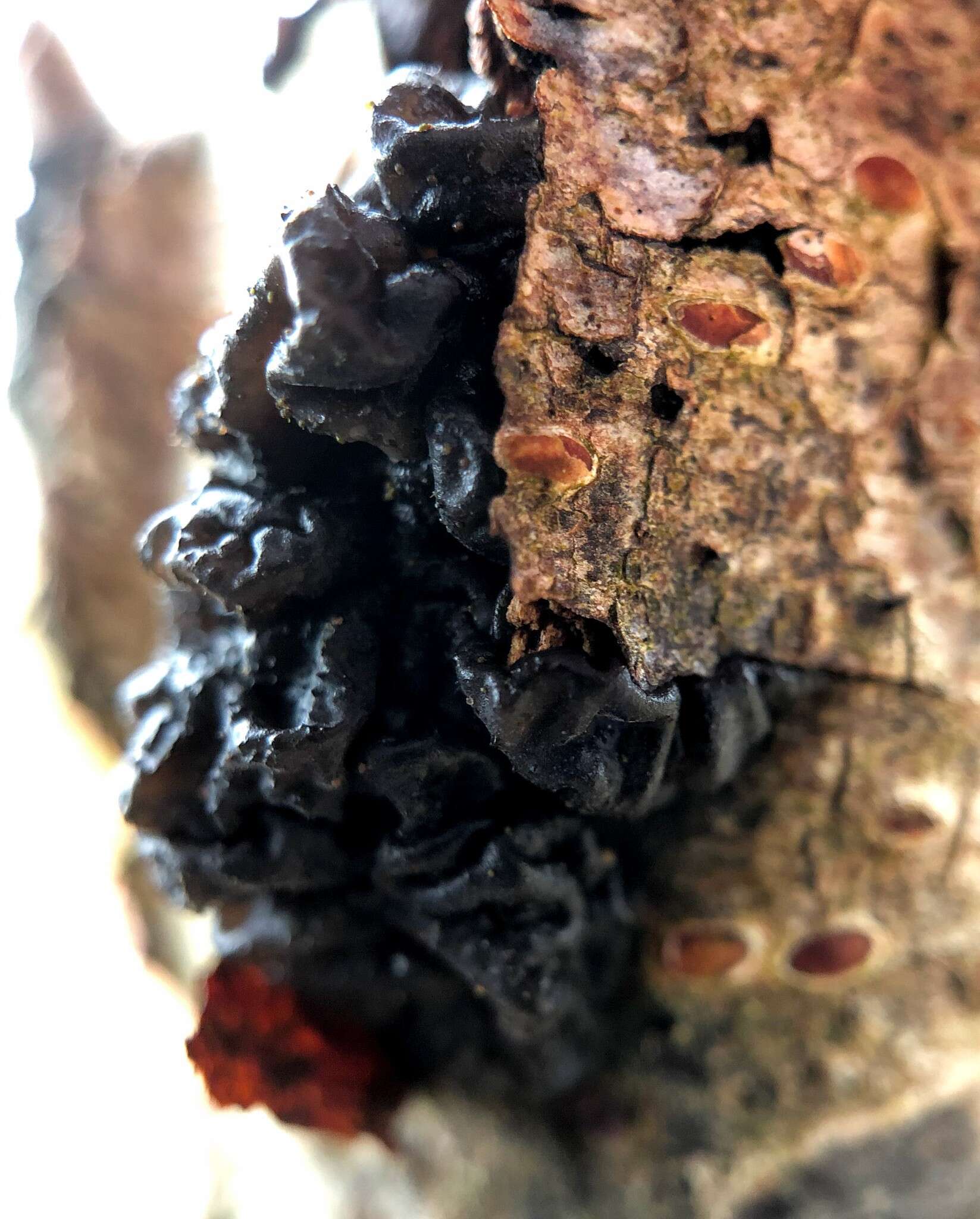 Image of Black Witches' Butter