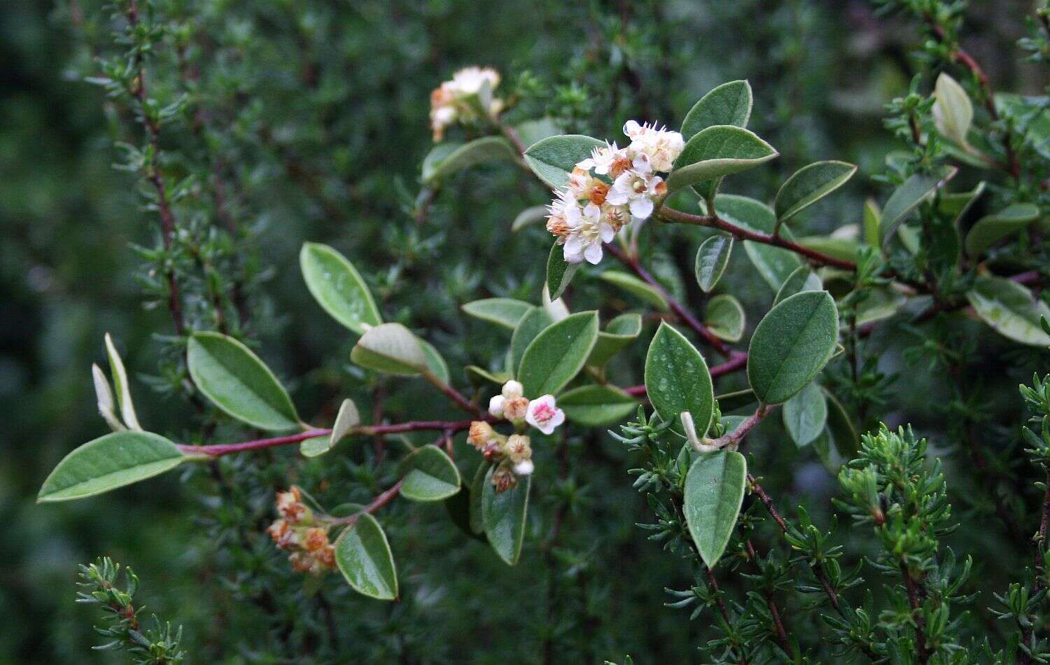 Sivun Cotoneaster pannosus Franch. kuva