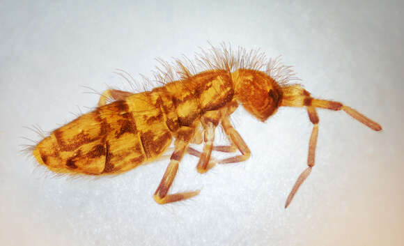 Image of hairy-back girdled springtail