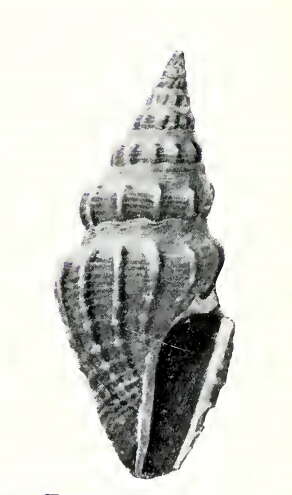 Image of Crassispira erigone Dall 1919