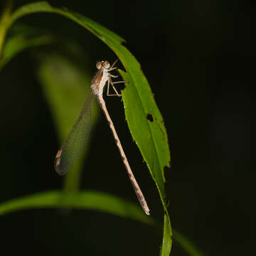 Image of Common Winter Damsel