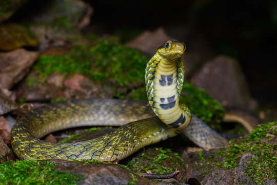 Image of Big-eyed mountain keelback