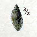 Image of Mitromorpha gracilior (Tryon 1884)