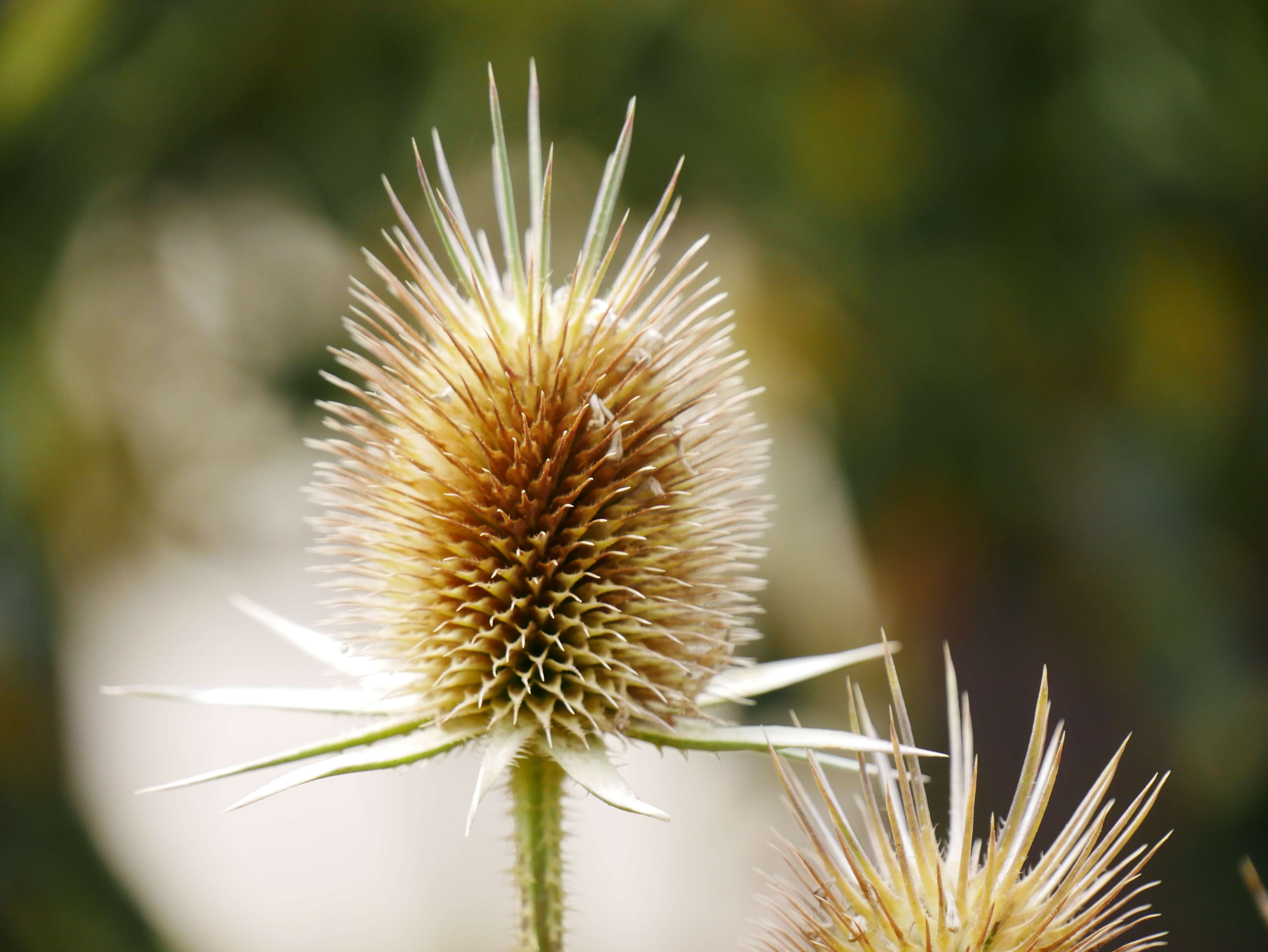 Image of cutleaf teasel