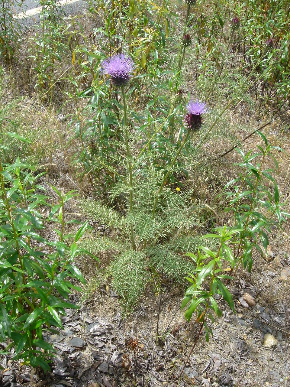 Image of Cynara humilis L.