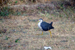 Image of White-breasted Waterhen