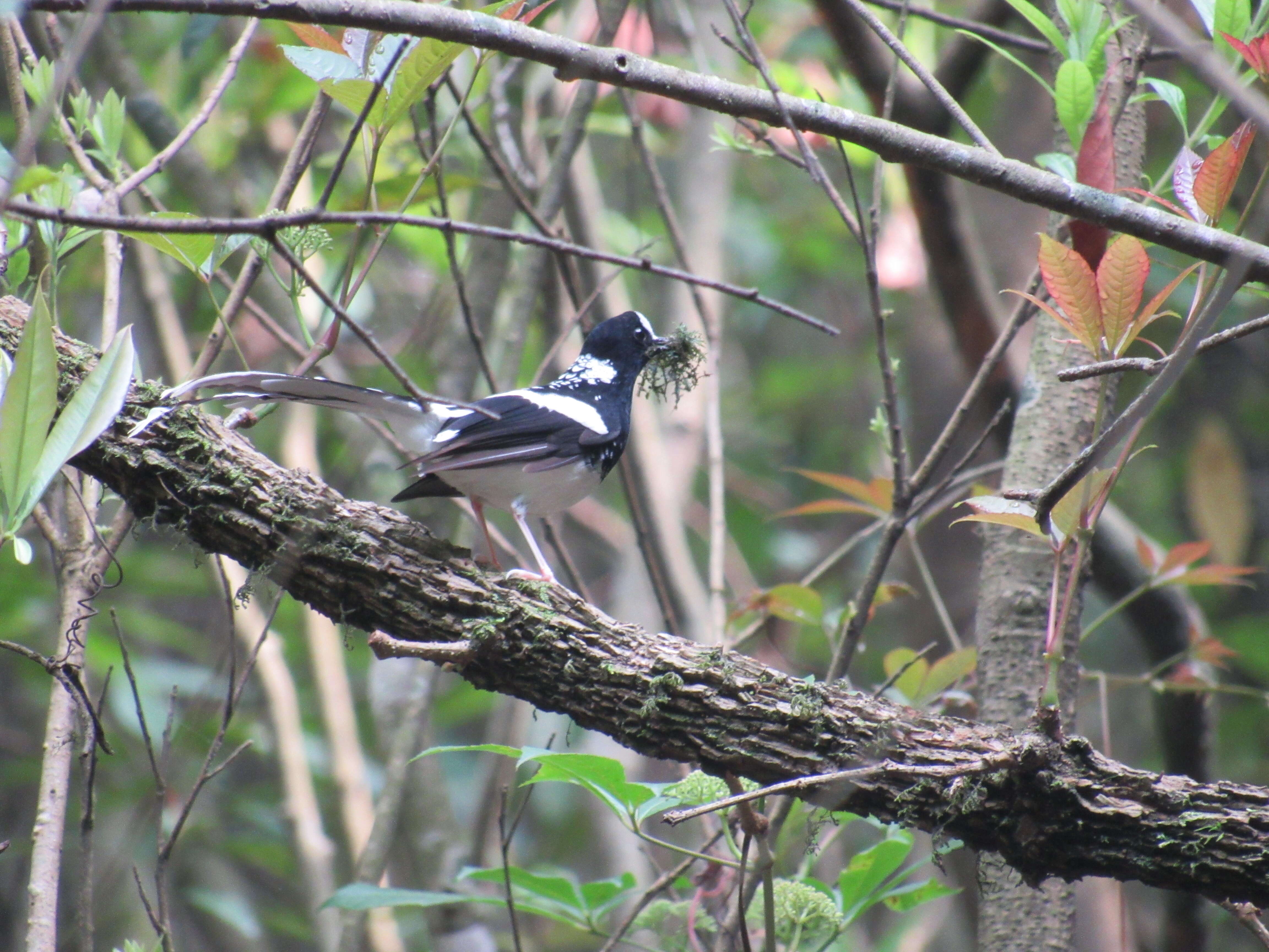 Image of Spotted Forktail