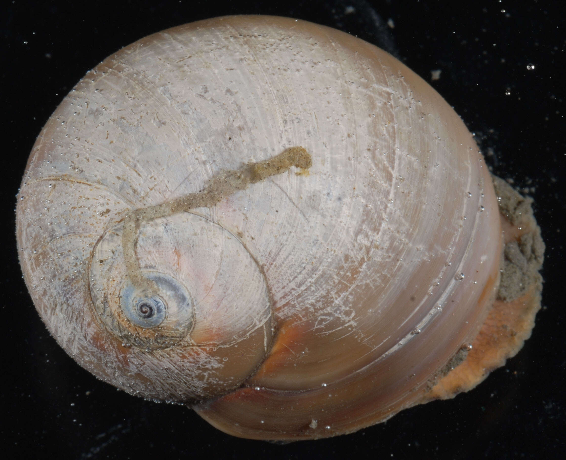 Image of lobed moonsnail