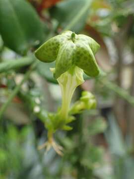 Image of Ceropegia sandersonii Decne. ex Hook.