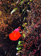 Image of Utricularia quelchii N. E. Br.