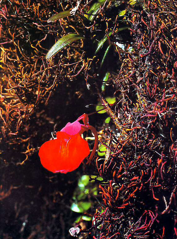 Image of Utricularia quelchii N. E. Br.