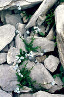 Image of Alpine forget-me-not