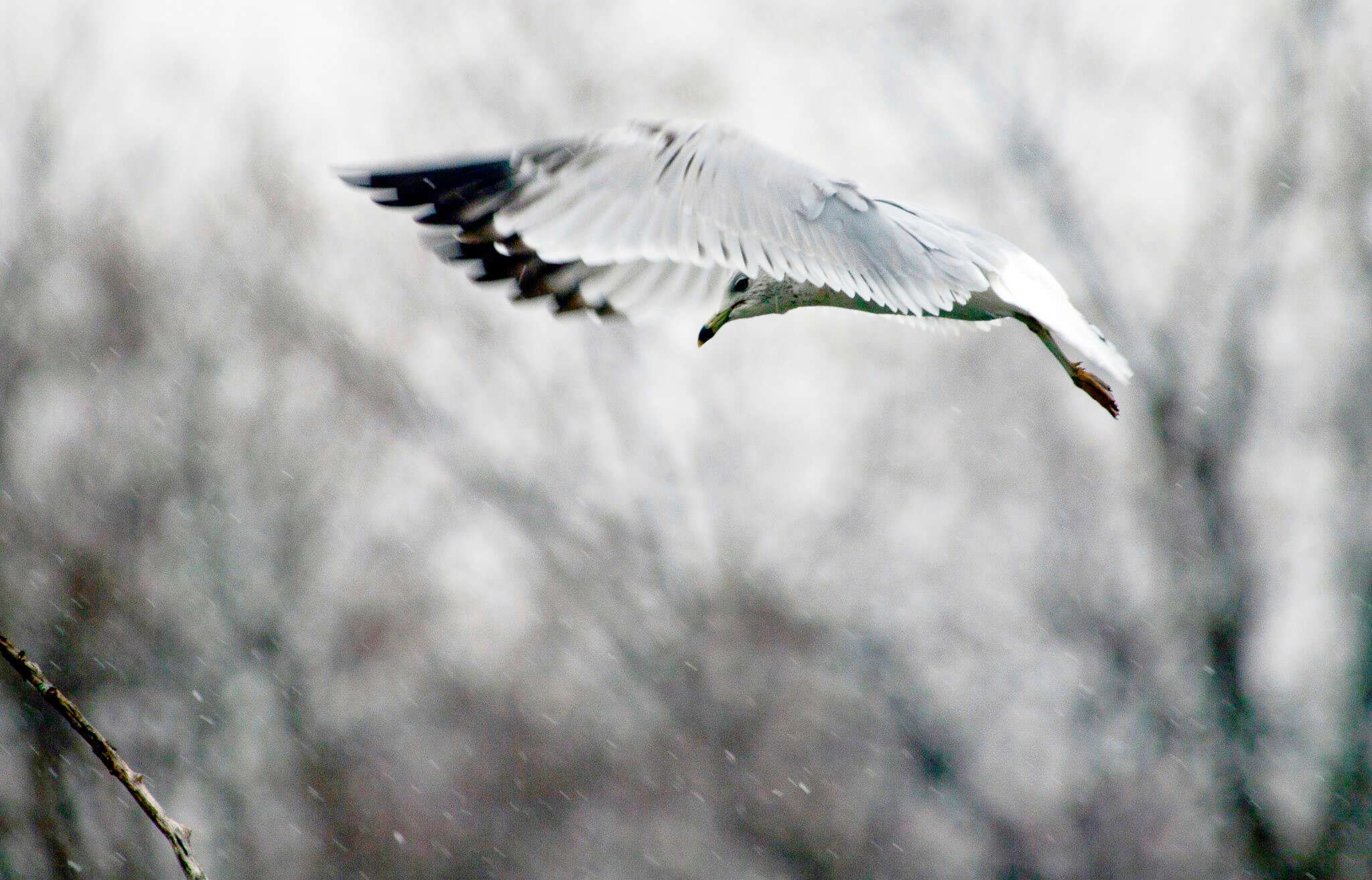 Image of Ring-billed Gull