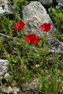 Image of Ranunculus asiaticus