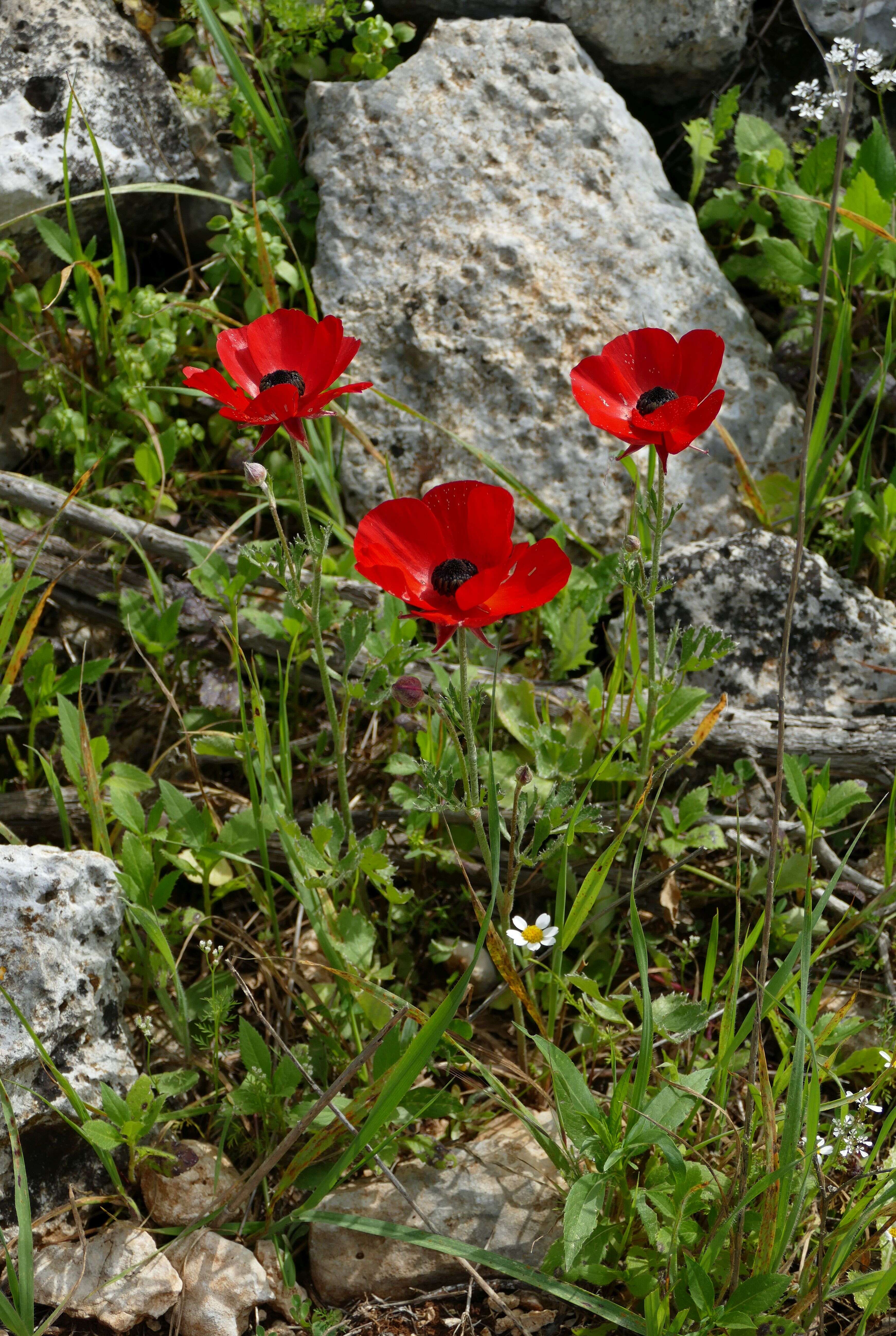 Image of Ranunculus asiaticus