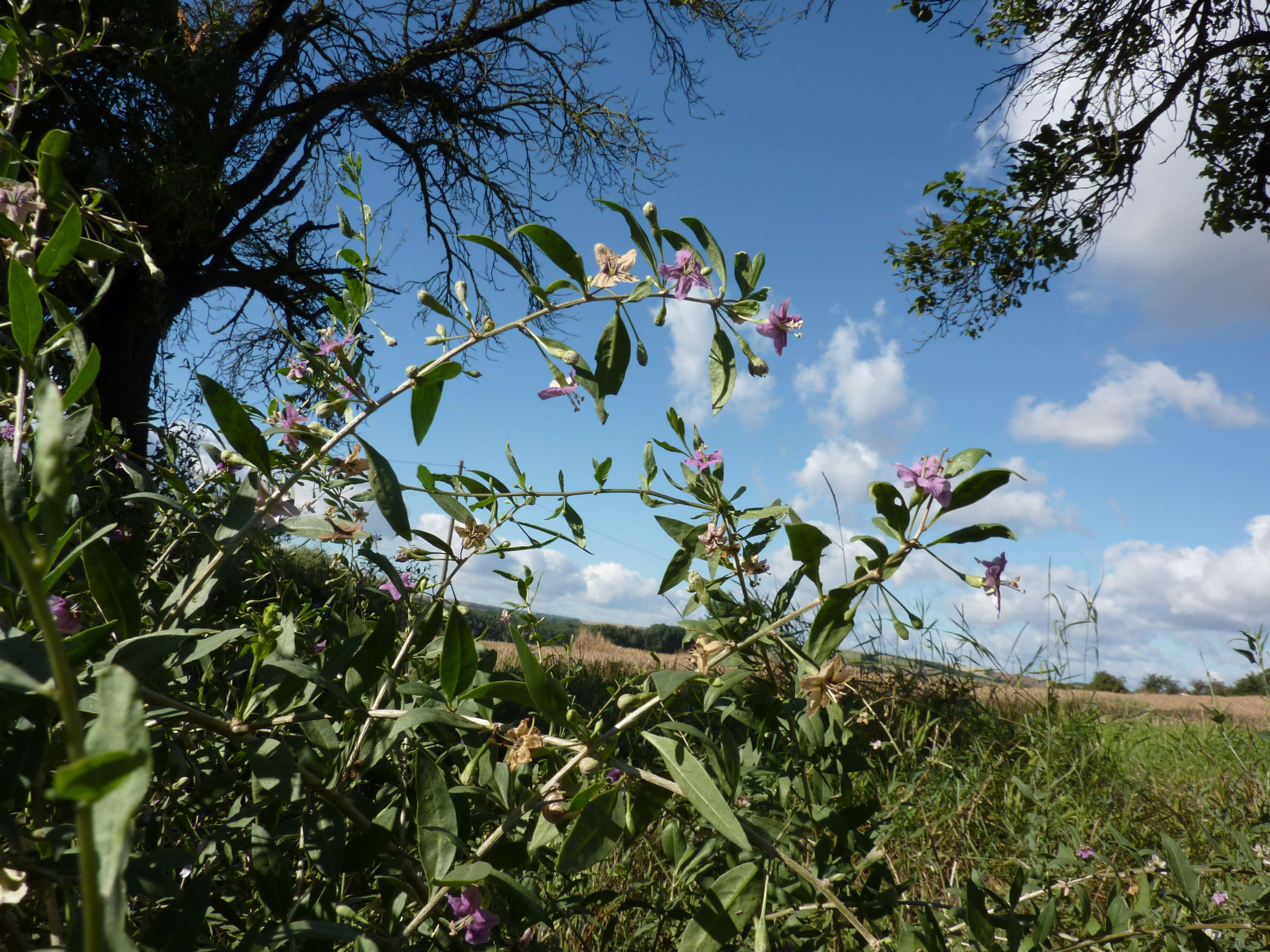 Image of matrimony vine