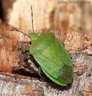 Image of Southern green stink bug