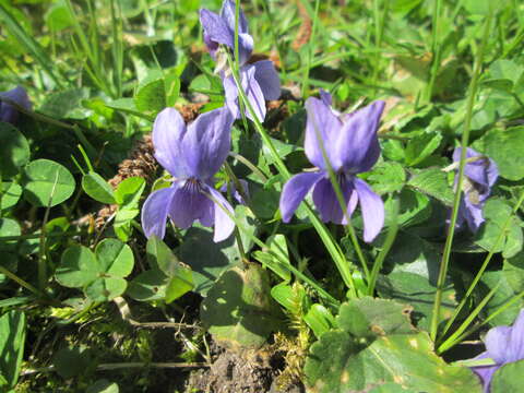 Image of sweet violet