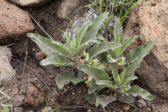 Image of zizotes milkweed