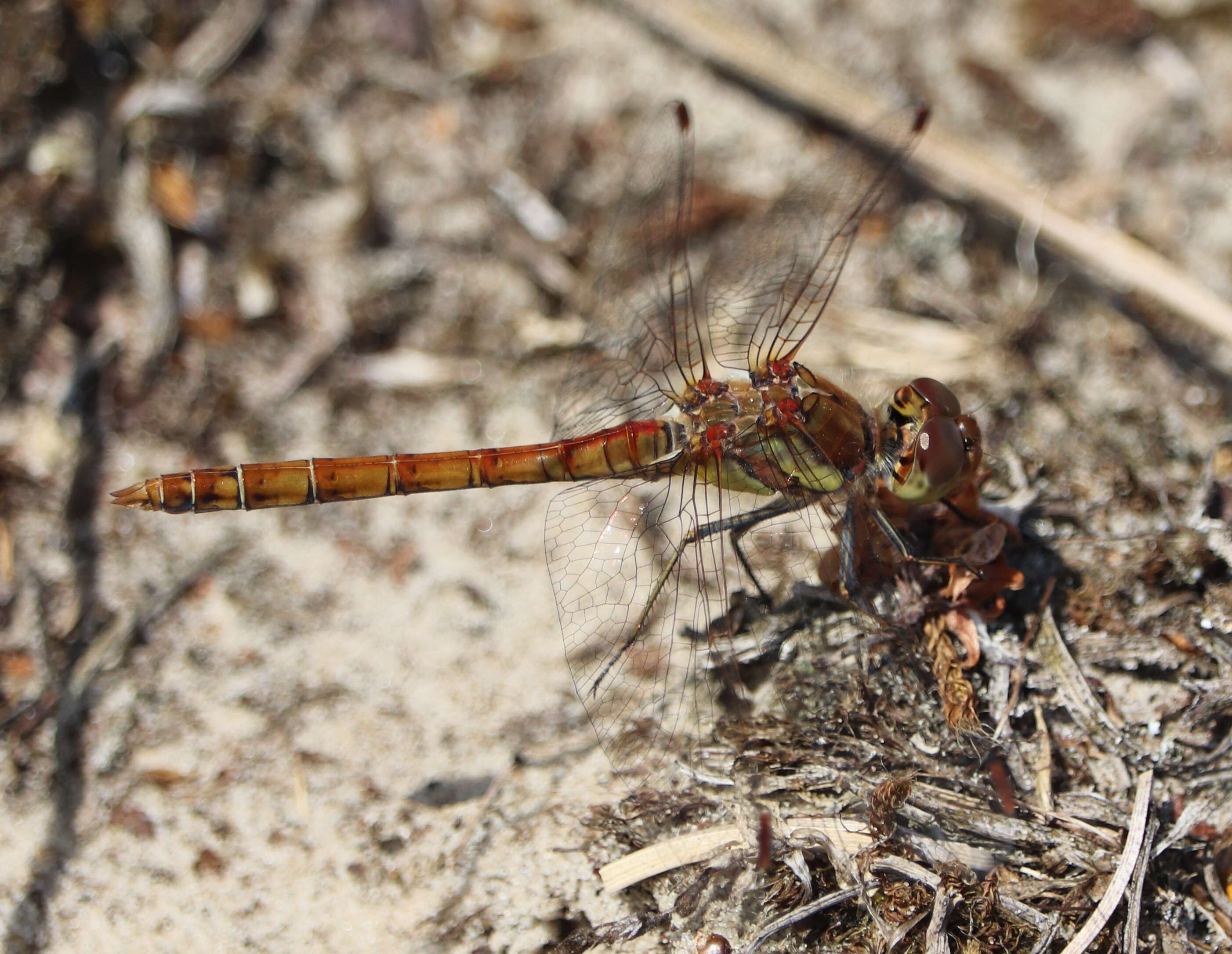 Image of Common Darter