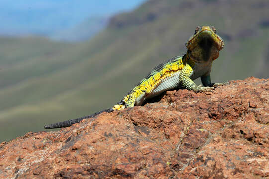 Image of Drakensberg Crag Lizard