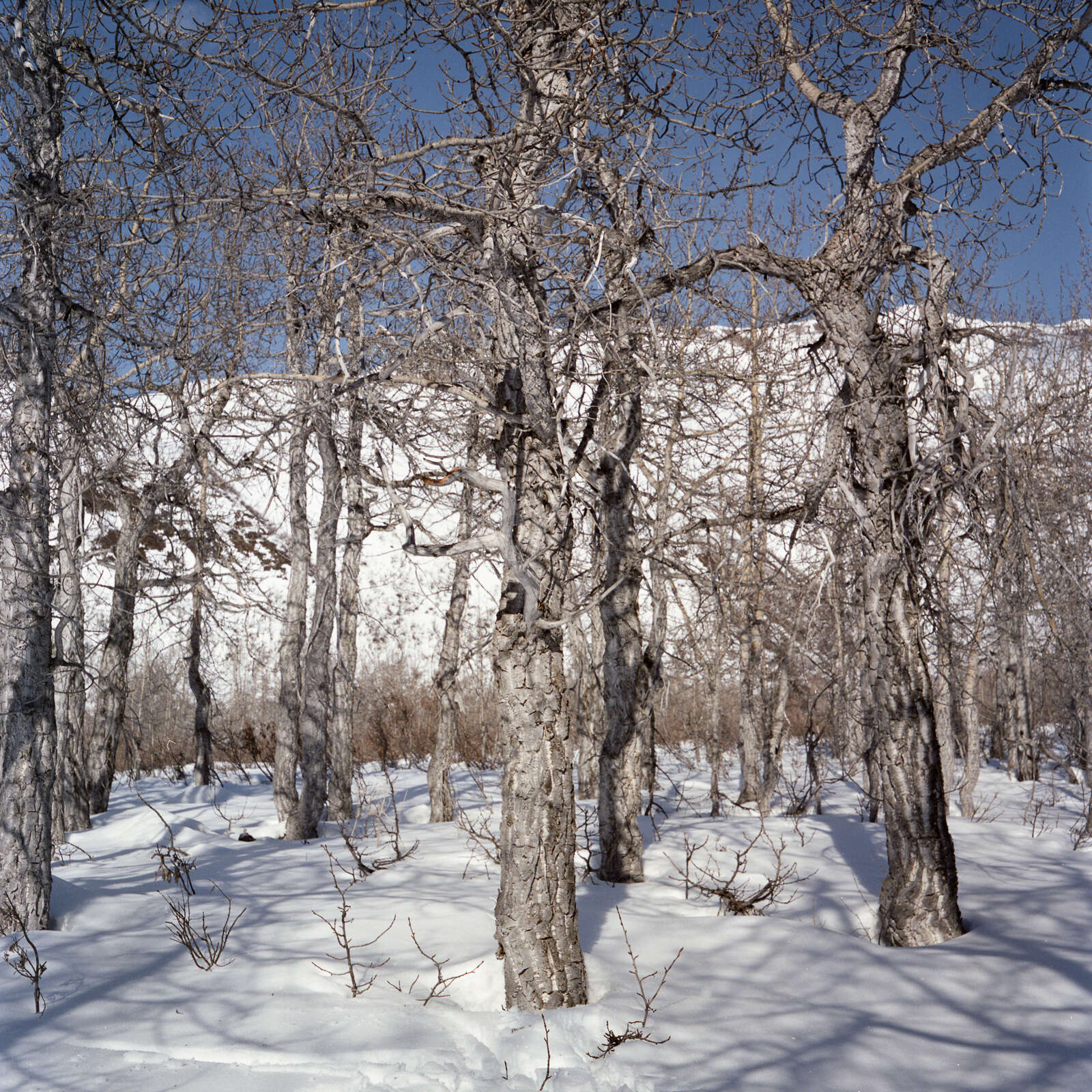 Слика од Populus balsamifera L.