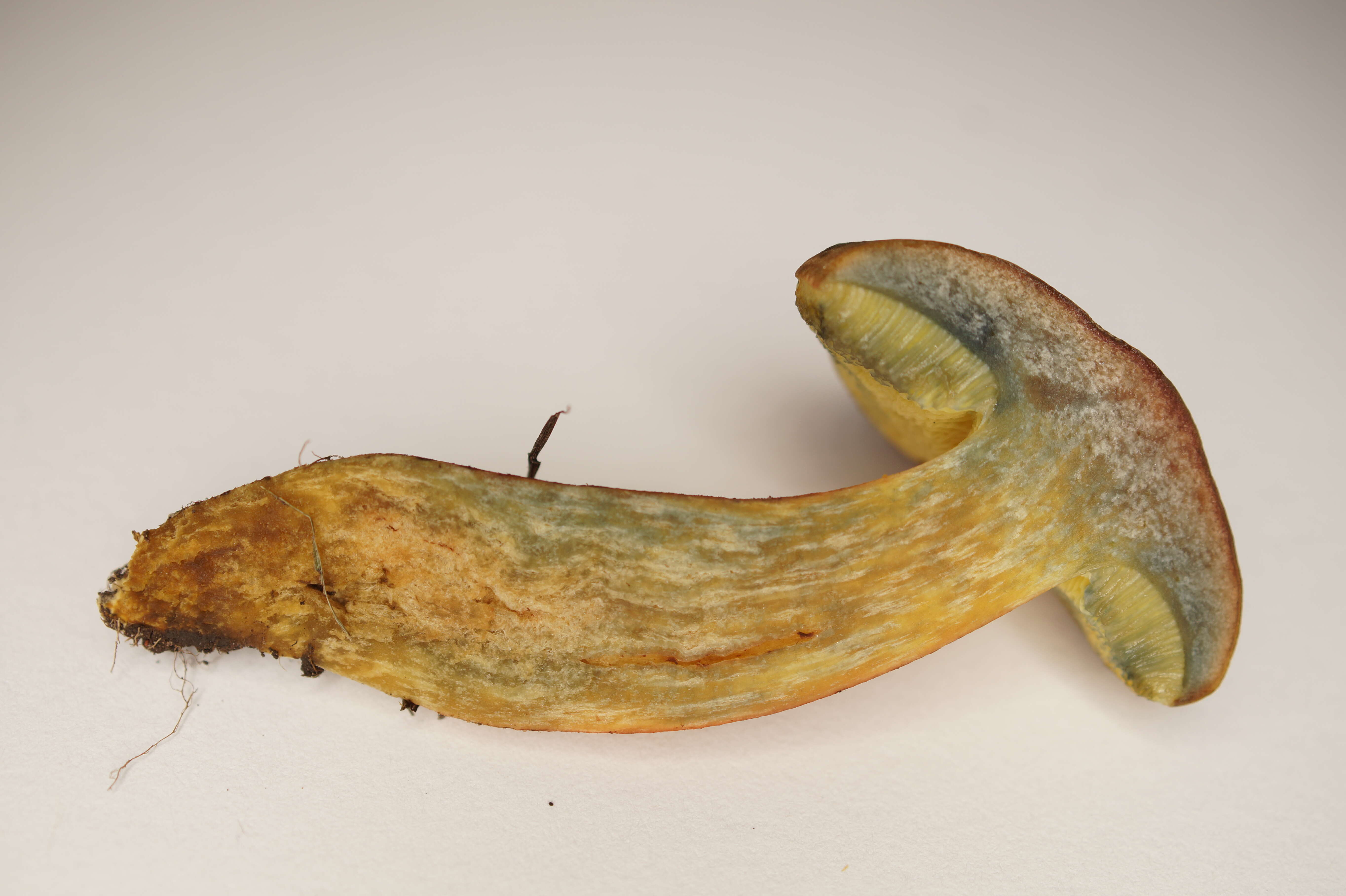 Image of Hortiboletus bubalinus (Oolbekk. & Duin) L. Albert & Dima 2015