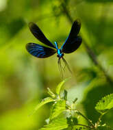 Image of Beautiful Demoiselle