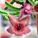 Image of Stapelia