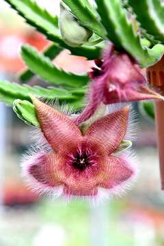 Image of Stapelia