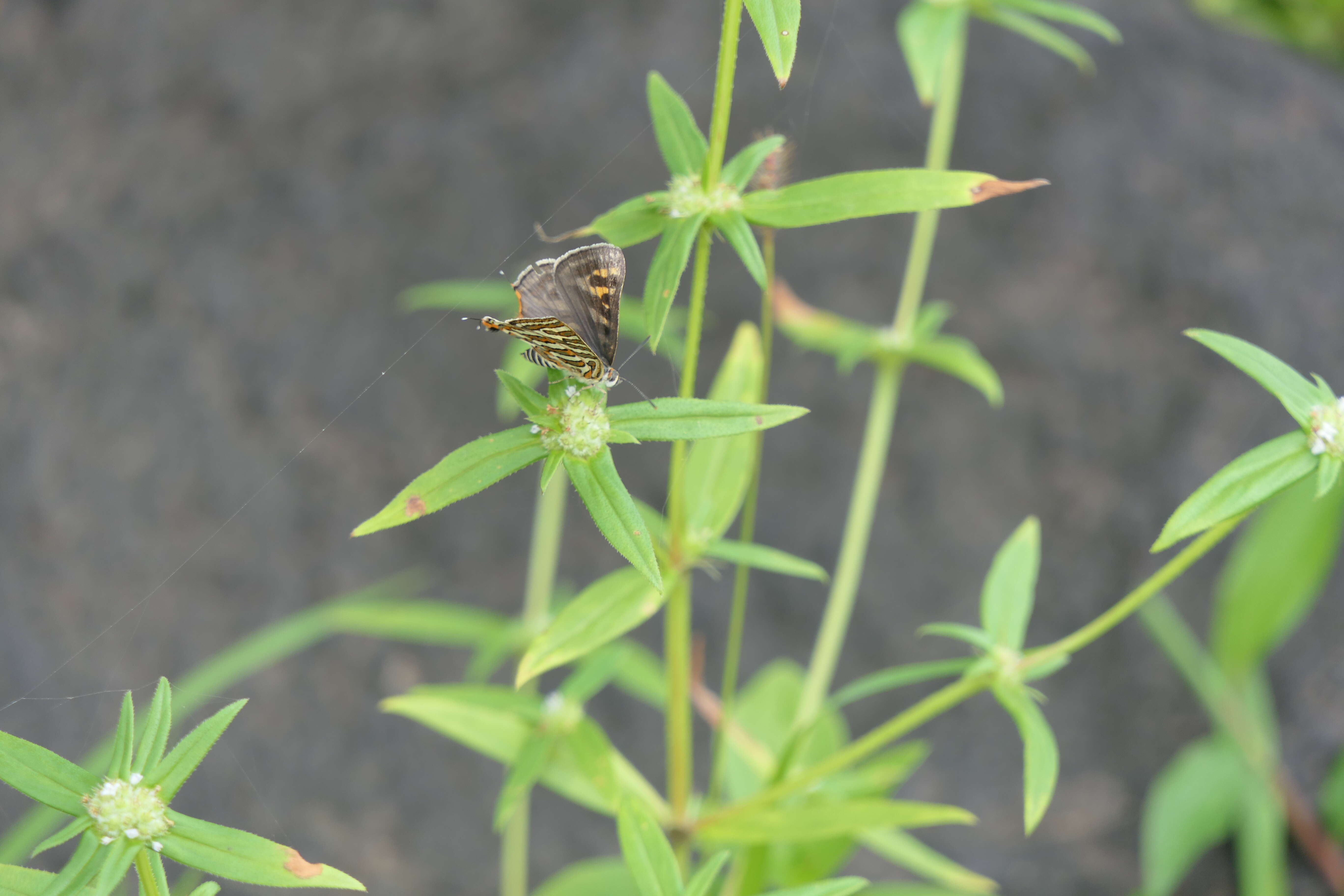 Image of Cigaritis