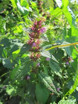 Image of Common hemp nettle