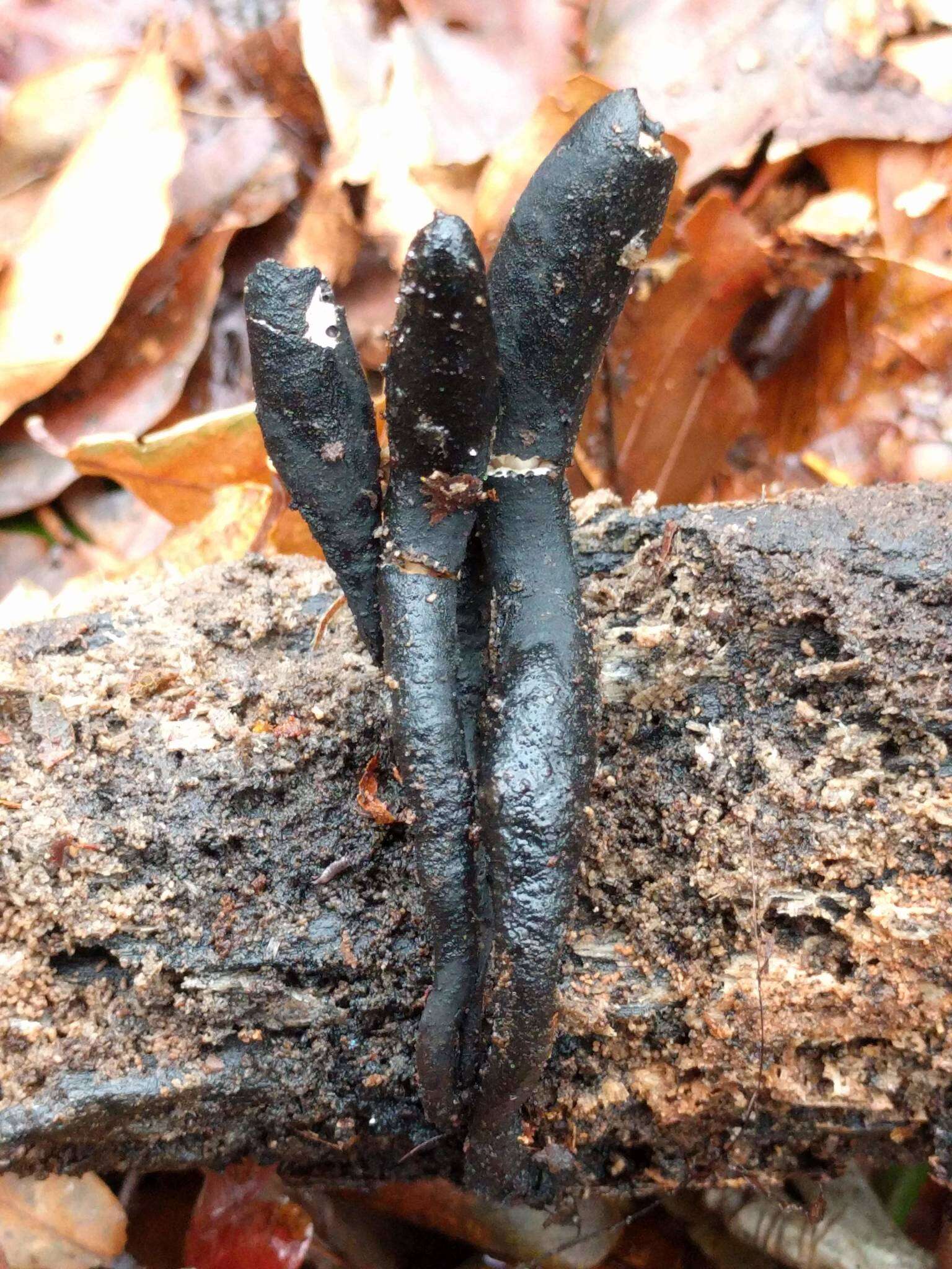 Image of Xylaria longipes Nitschke 1867