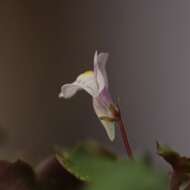 Image of Ivy-leaved Toadflax