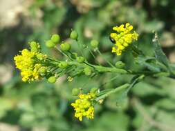 Image of ball mustard