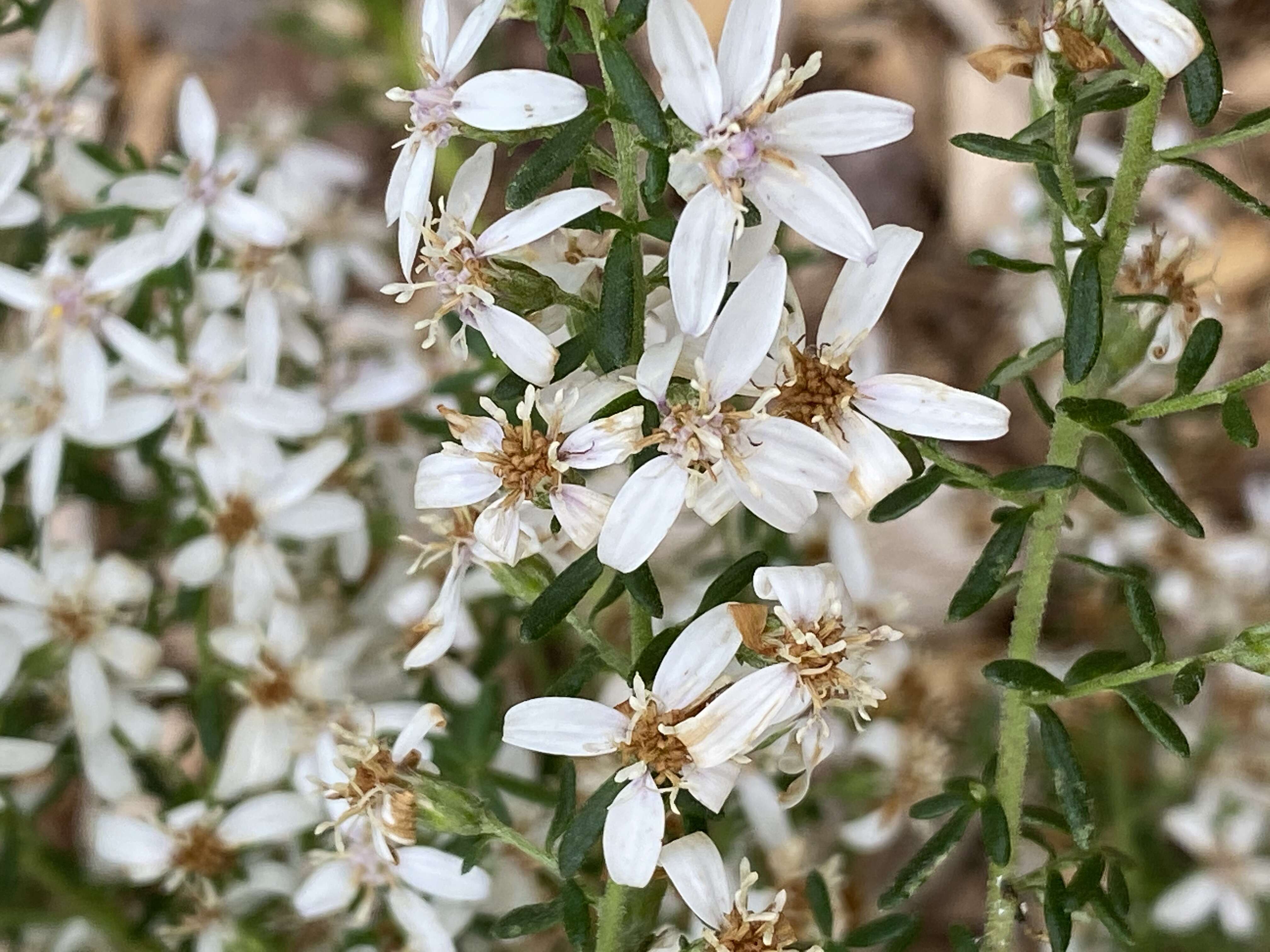 Olearia asterotricha F. Müll. resmi