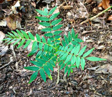 Image of prickly yellow