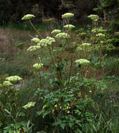 Image of seacoast angelica